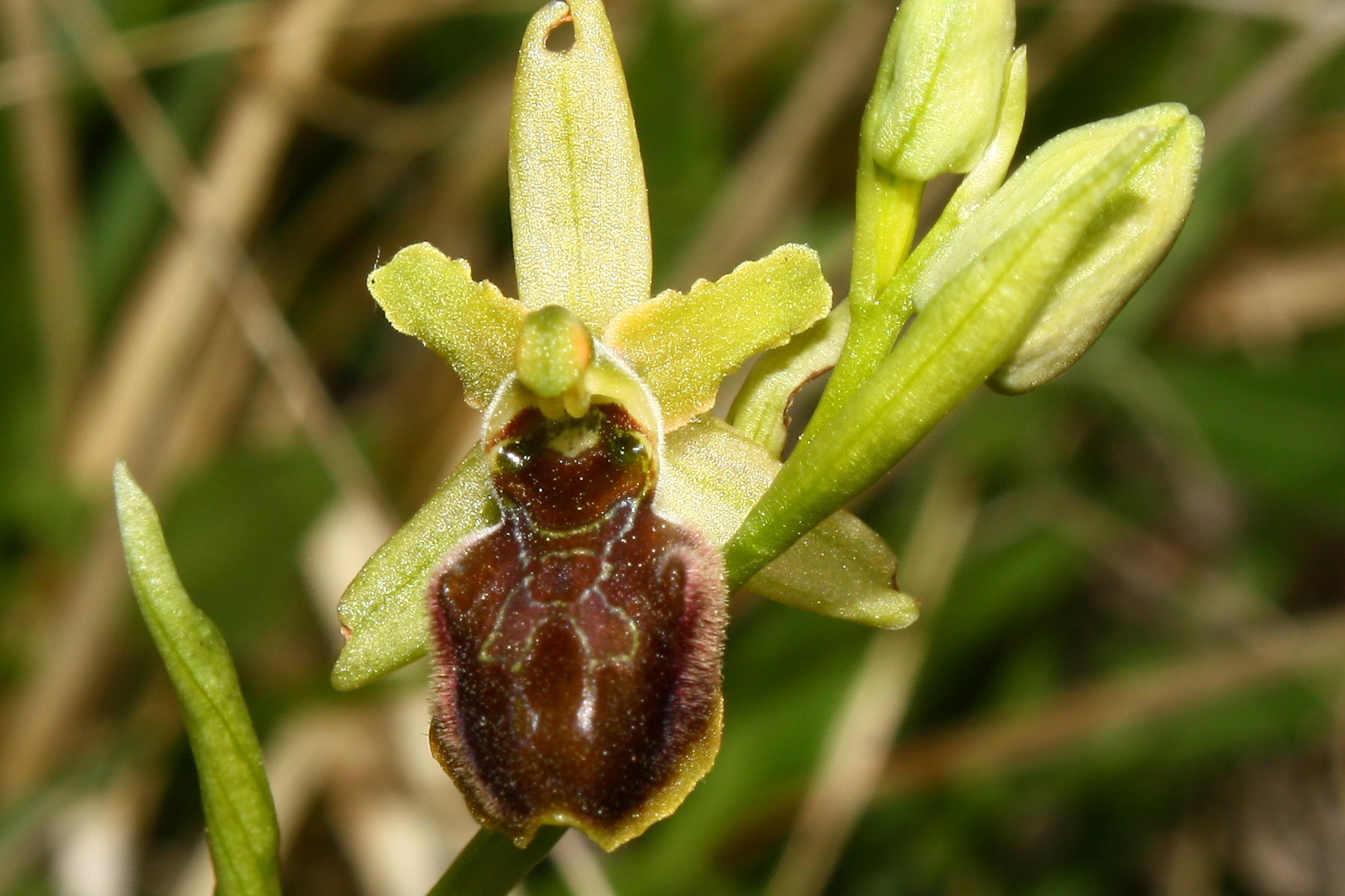 Ophrys sphegodes da determinare-2